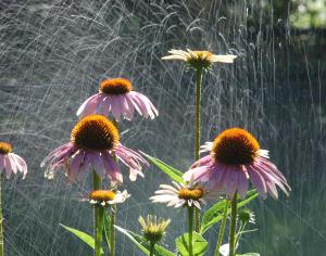 flowers-in-the-rain-randy-heath